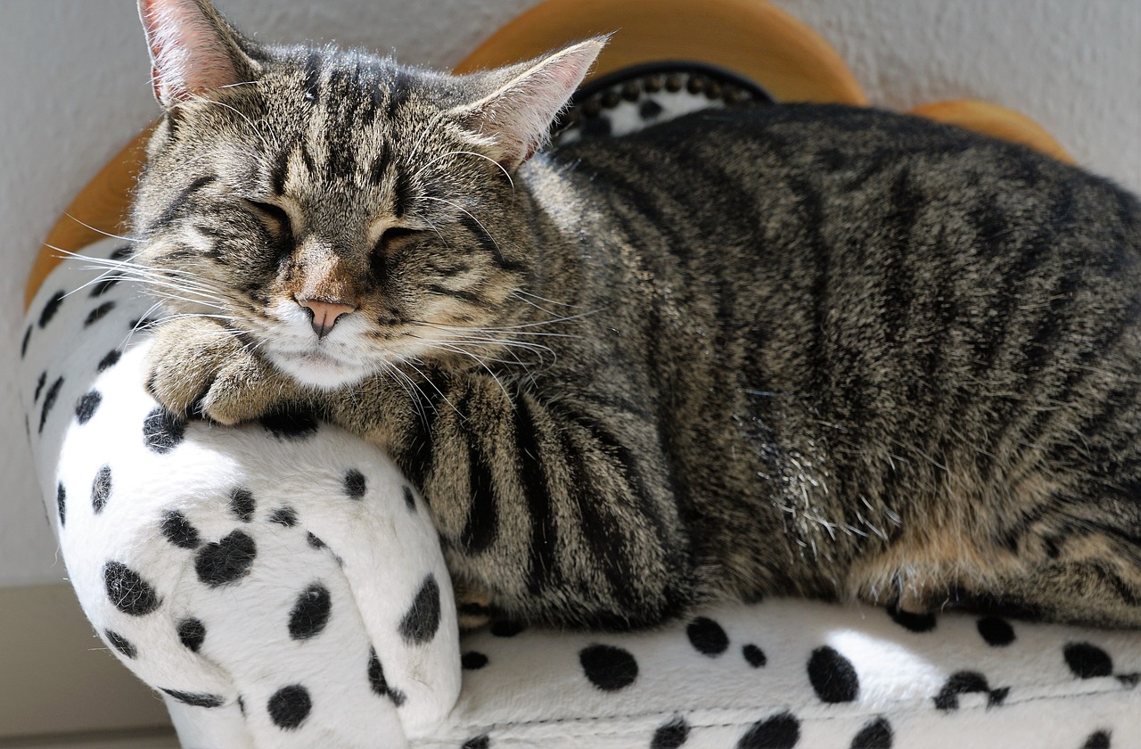 cat laying on couch