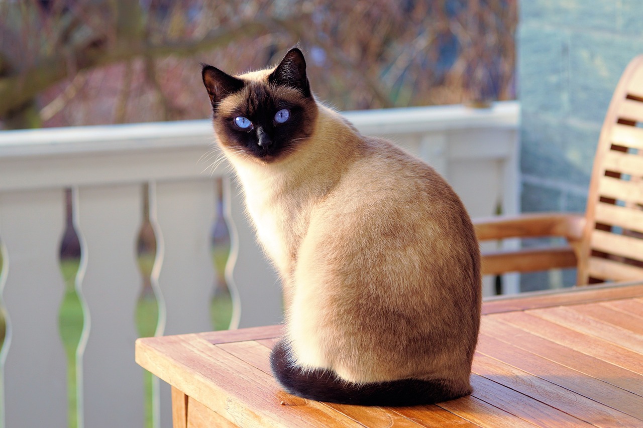 cat sitting on a table