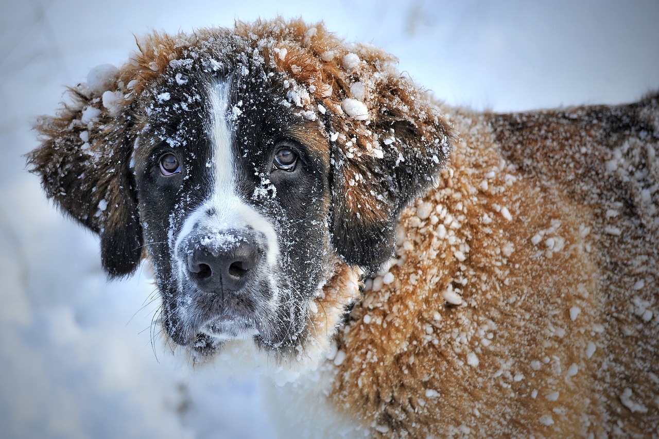 dog in the snow