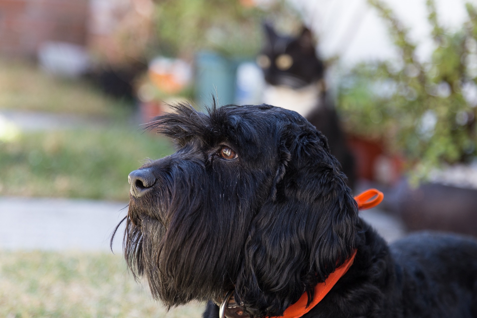 dog and cat in the background